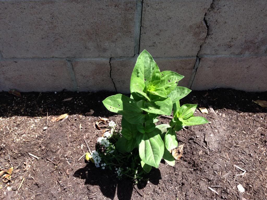  photo Picture012_zps593f7173.jpg